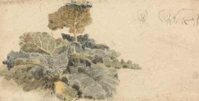Studie af burre af attributed to Peter DeWint