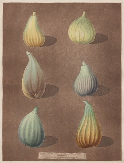 Pomona Britannica: nr. 74 - Fig af attributed to Richard Brookshaw