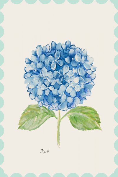 Illustration af en blå hortensia af cartissi