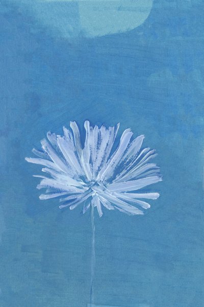 Blåmåneblomst af cartissi