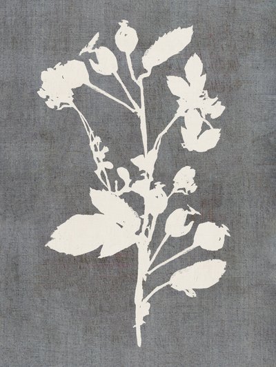 Botanisk rosen-silhuet af cartissi