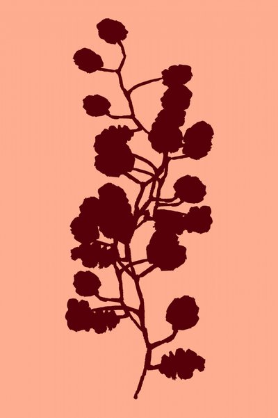 Fersken – botanisk silhuet af cartissi