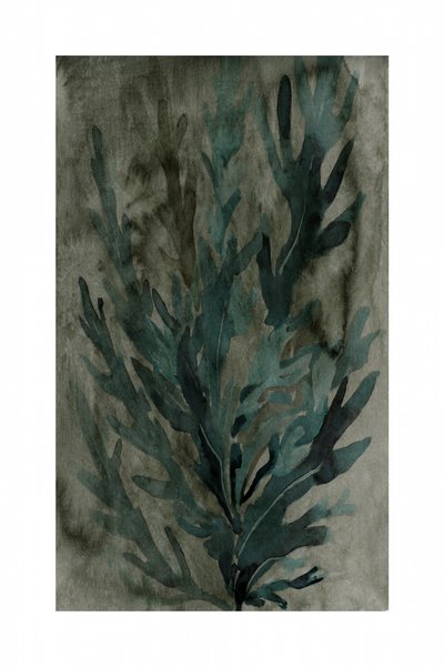 Undervandsvegetation af cartissi