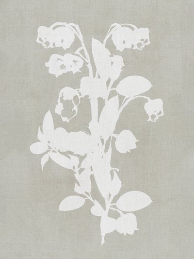 Hvide botaniske blomster af cartissi