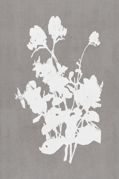 Hvid blomstersilhuet af cartissi