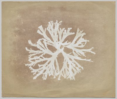 Alger af circle of William Henry Fox Talbot