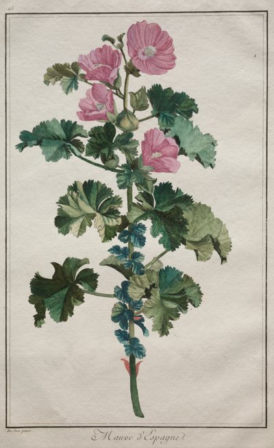 Samling af 24 planter og blomster: Mallow af de Seve