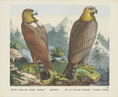 Aigle doré. / Gylden ørn. / Goldadler. / Goudarend. / Aquila dorato. / Aigle royal. / Kongelig ørn. / Königsadler. / Steenarend. / Ossifrago (titel på objekt) af firma Joseph Scholz
