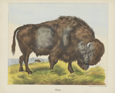 Bison (titel på objekt) af firma Joseph Scholz
