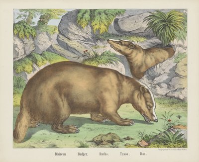 Blaireau. / Grævling. / Hollandsk. / Tasso. / Das (titel på objekt) af firma Joseph Scholz