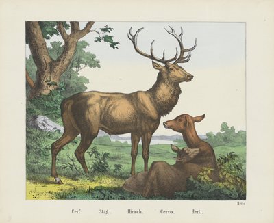 Cerf. / Hjort. / Hirsch. / Cervo. / Hert (titel på objekt) af firma Joseph Scholz