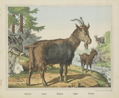 Chevres / Geder / Geder. / Capre / Geder (titel på objekt) af firma Joseph Scholz
