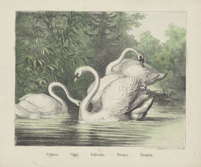 Svaner. / cigaretter. / Svaner. / Svaner. / Zwanen (titel på objekt) af firma Joseph Scholz