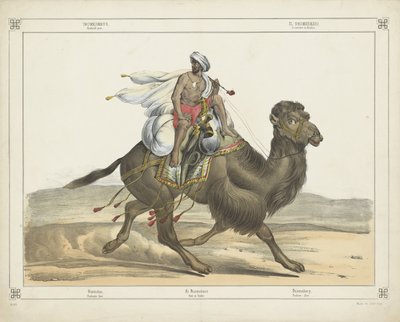 Dromedarus, / Arabisch Post (titel på objekt) af firma Joseph Scholz