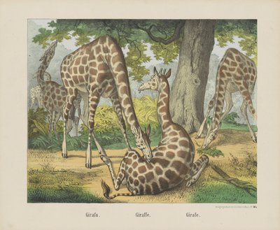 Girafa. / Giraf. / Girafe (titel på objekt) af firma Joseph Scholz