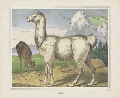 Lama (titel på objekt) af firma Joseph Scholz