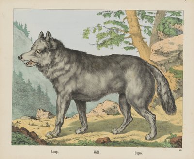 Loup. / Ulv. / Lupo (titel på objekt) af firma Joseph Scholz