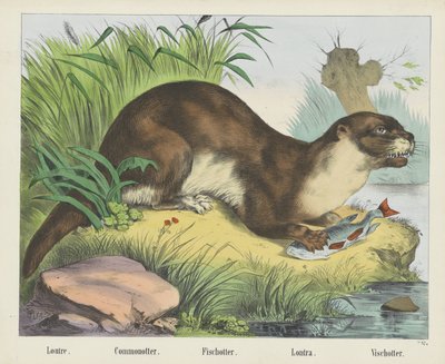 Loutre. / Almindelig otter. / Fischotter. / Lontra. / Vischotter (titel på objekt) af firma Joseph Scholz