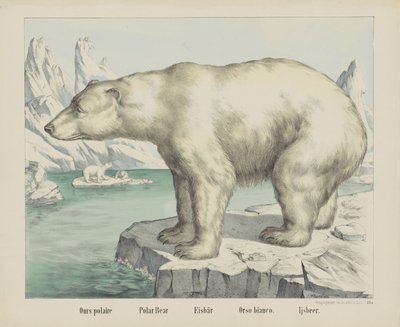 Vores polaire / Isbjørn / Eisbär / Orso bianco. / Ijsbeer (titel på objekt) af firma Joseph Scholz