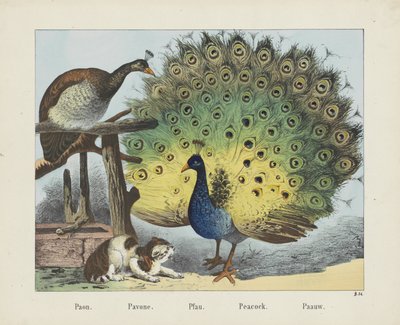 Paon. / Pavone. / Pfau. / Påfugl. / Paauw (titel på objekt) af firma Joseph Scholz