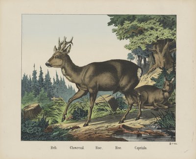 Reh. / Chevreuil. / Rogn. / Ree. / Capriulo (titel på objekt) af firma Joseph Scholz