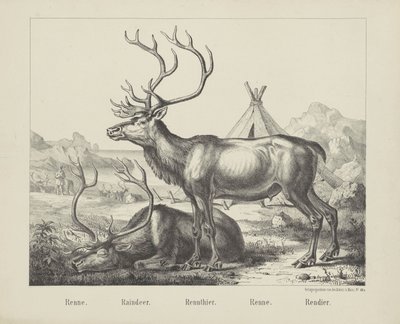 Renne. / Rensdyr. / Rensdyr. / Løb. / rensdyr (titel på objekt) af firma Joseph Scholz