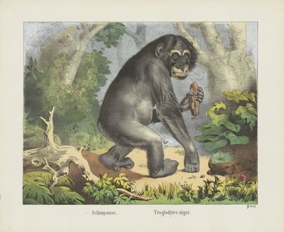 Schimpanse. / Troglodytes niger (titel på objekt) af firma Joseph Scholz