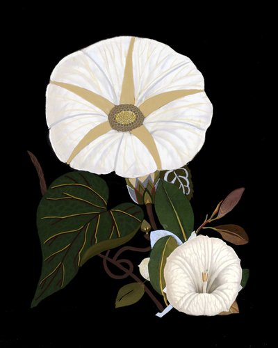  af giovanna nicolo