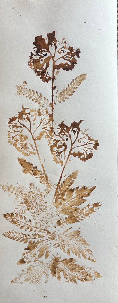 Yarrow, 2025 (valnøddeblæk på papir) af jocasta shakespeare