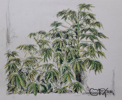 YUCA PLANT af miguelmendez_art.ve