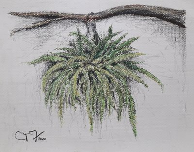 ORNAMENTAL PLANT - FERN af miguelmendez_art.ve