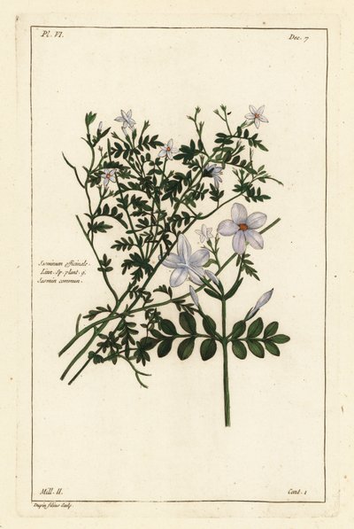 Almindelig jasmin, Jasminum officinale, Linn af the Younger Dupin