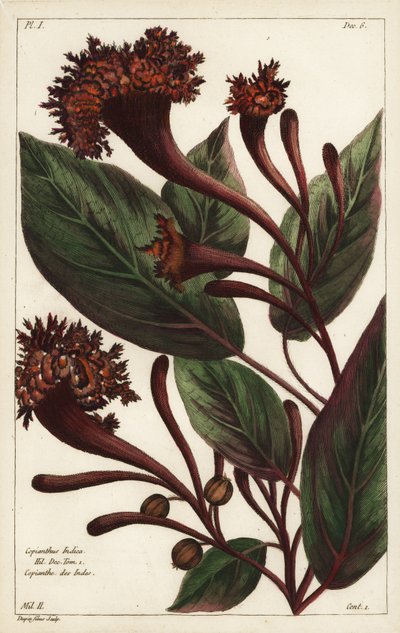 Cornucopian busk, Copianthus indica, Hil af the Younger Dupin