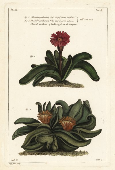 Elkhorn plante, Rhombophyllum dolabriforme (Haksebladede figen morgenfrue, Mesembryanthemum dolabriforme) af the Younger Dupin