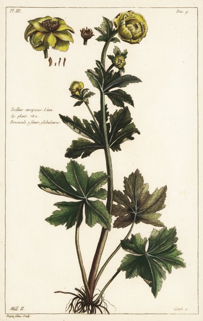 Globeflower, Trollius europaeus, Linn af the Younger Dupin