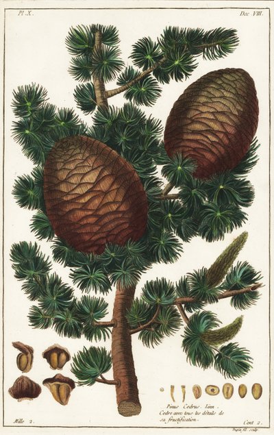 Libanon ceder Ceder af Libanon Pinus cederus Linn af the Younger Dupin