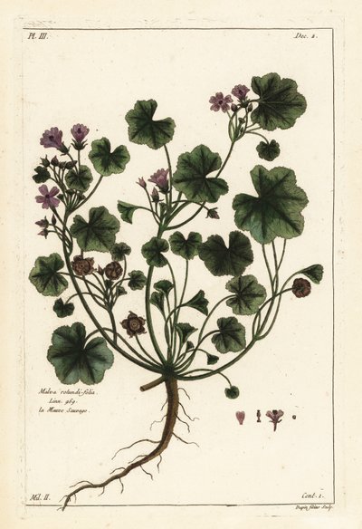 Lav malva eller rundbladet malva, Malva pusilla af the Younger Dupin