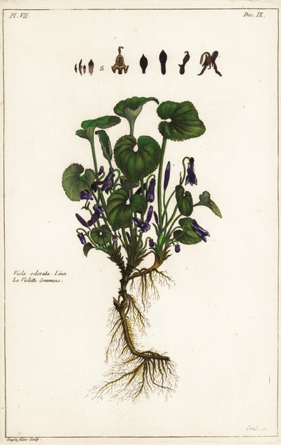 Sød viol, Viola odorata, Linn af the Younger Dupin