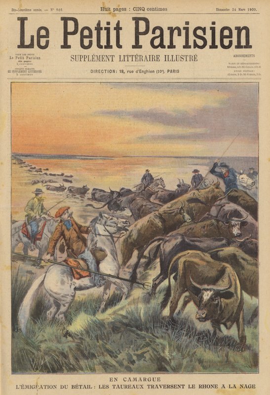 Migration af husdyr i Camargue: en flok tyre, der svømmer over floden Rhone (farve litho) af (after) Carrey