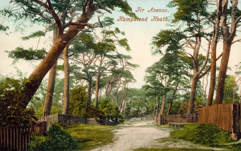 Fir Avenue, Hampstead Heath (farvefoto) af (after) English photographer