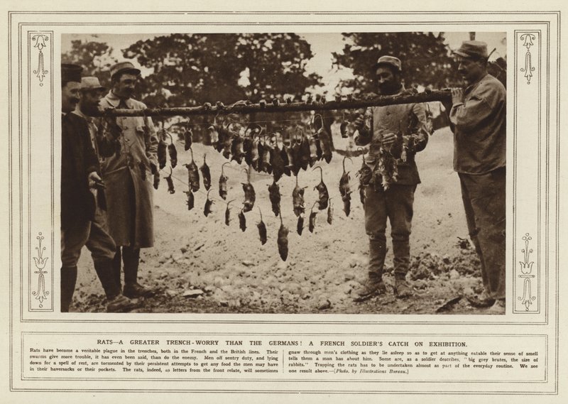 Rotter, en større skyttegravsbekymring end tyskerne! En fransk soldats fangst på udstilling (s/h foto) af (after) English photographer