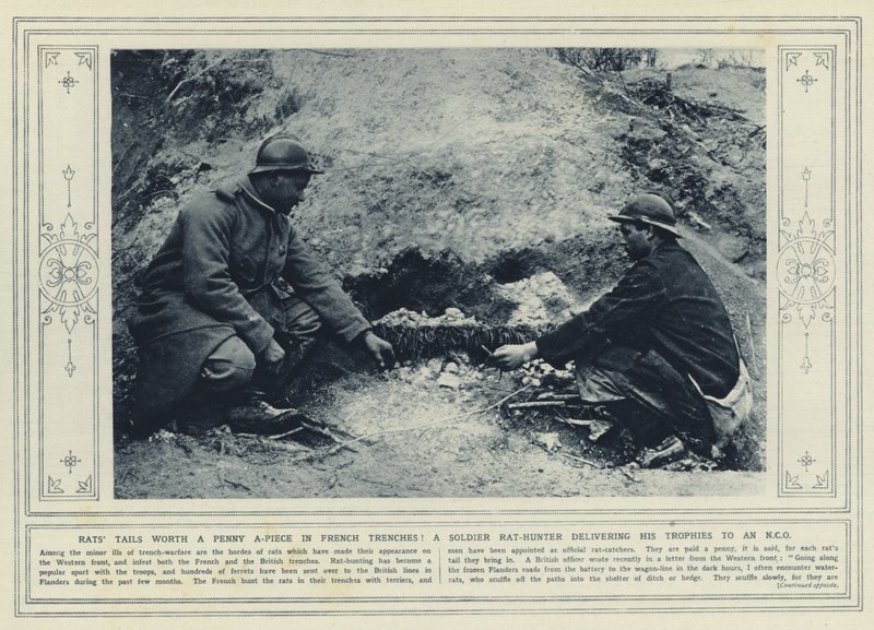 Rotterhaler til en værdi af en øre pr. stykke i franske skyttegrave! En rottejægersoldat leverer sine trofæer til en underofficer (s/h-billede) af (after) English photographer