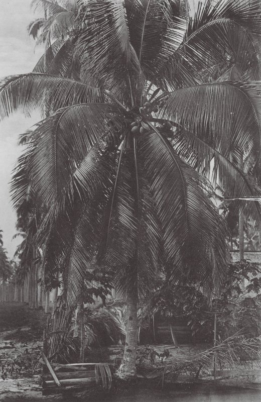 Singapore: Kokosnøddetræ (s/h-foto) af (after) English photographer