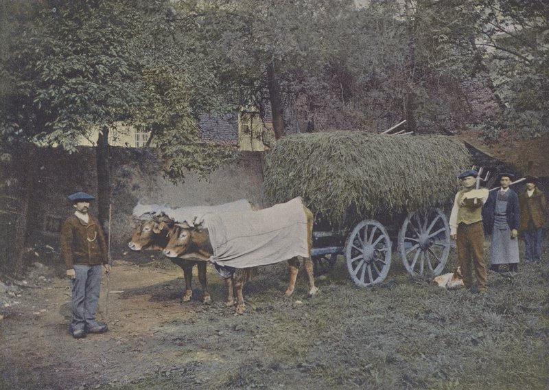 Attelag Bearnais (farvet foto) af (after) French Photographer
