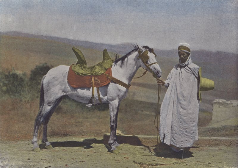 Arabian Horse (farvet foto) af (after) French Photographer