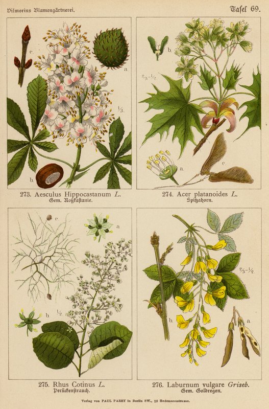 Aesculus Hippocastanum, Acer Platanoides, Rhus Cotinus, Laburnum Vulgare (farvelitografi) af (after) German School