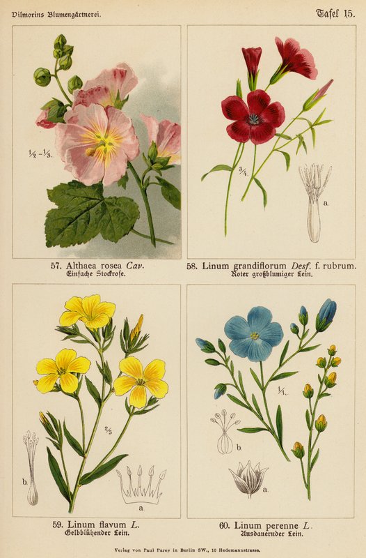 Althaea Rosea, Linum Grandiflorum, Linum Flavum, Linum Perenne (farvelitografi) af (after) German School