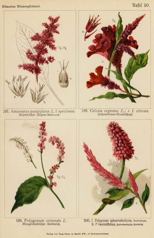 Amarantus Paniculatus, Celosia Argentea, Polygonum Orientale, Polygonum Sphaerostachyum, Polygonum Vacciniifolium (farvelitografi) af (after) German School
