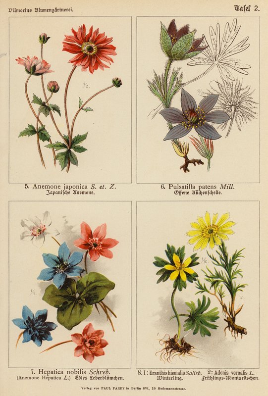 Anemone Japonica, Pulsatilla Patens, Hepatica Nobilis, Eranthis Hiemalis, Adonis Vernalis (farvelitografi) af (after) German School
