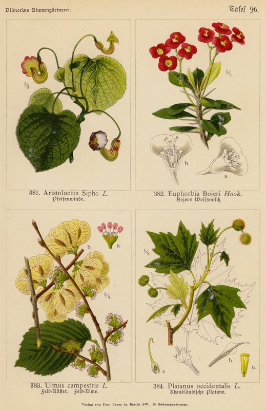 Aristolochia Sipho, Euphorbia Bojeri, Ulmus Campestris, Platanus Occidentalis (farvelitografi) af (after) German School